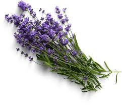 Lavender